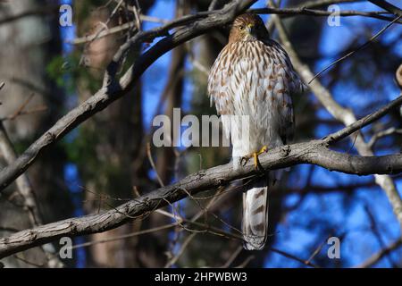 Sélectif d'un peu de sparrowhawk (Accipiter minullus) sur une branche Banque D'Images