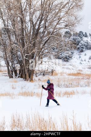 Femme sénior ski de fond dans une tempête de neige fraîche; Vandaveer Ranch; Salida; Colorado; États-Unis Banque D'Images