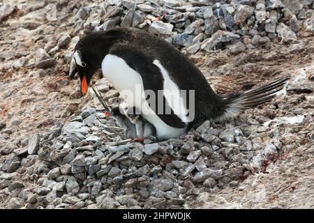 Un pingouin Gentoo et deux jeunes poussins dans un nid de roche sur la côte du port de Neko, en Antarctique. Banque D'Images