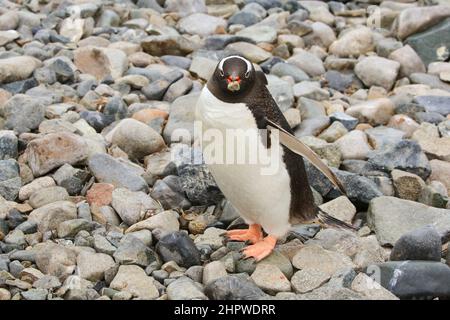 Une colonie de pingouins de Gentoo sur l'île de Cuverville, en Antarctique, porte une pierre dans son bec pour la construction de nids. Banque D'Images