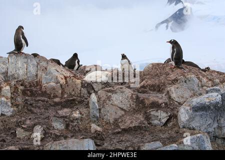 Un pingouin Gentoo leucantique à la station Gabriel González Videla (base chilienne) en Antarctique. Banque D'Images