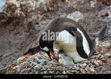 Un pingouin Gentoo a un poussin éclos et un autre sort de sa coquille sur la station Gabriel González Videla (base chilienne) en Antarctique. Banque D'Images