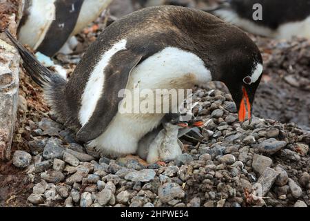 Un pingouin Gentoo vient de finir de nourrir un de ses deux poussins à la station González Vdela (base chilienne) en Antarctique. Banque D'Images