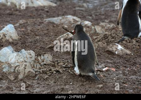 Un pingouin Gentoo utilise un bâton de bois pour construire son nid à la station González Vdela (base chilienne) en Antarctique. Banque D'Images