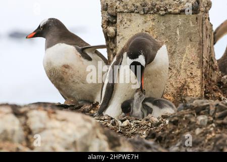 Un pingouin Gentoo est sur le point de nourrir un de ses deux poussins à la station González Videla (base chilienne) en Antarctique. Banque D'Images