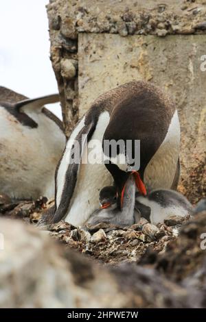 Un pingouin Gentoo nourrit l'un de ses deux poussins à la station González Videla (base chilienne) en Antarctique en régurgitant la nourriture dans son bec. Banque D'Images