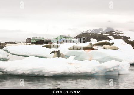 Phoques sur la glace près de la base de recherche de Vernadsky, île Galindes, Antarctique. Banque D'Images