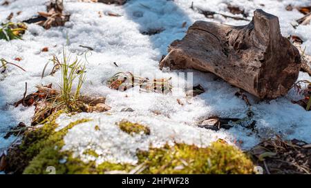 Photo de la fonte de la neige sur le sol de la forêt Banque D'Images