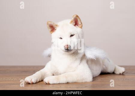 blanc nouvel an noël shiba inu shikoku hokkaido chien Banque D'Images