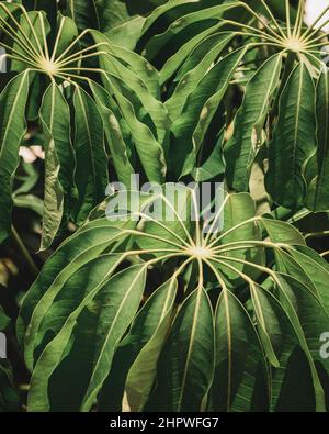 Photo verticale en gros plan d'une plante tropicale luxuriante Banque D'Images