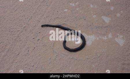 Un mamba noir mort - Dendroaspis polylepis - sur une route de sable blanc. Le serpent n'a pas de blessures visibles et semble toujours vivant. Le serpent a un grand diamètre Banque D'Images