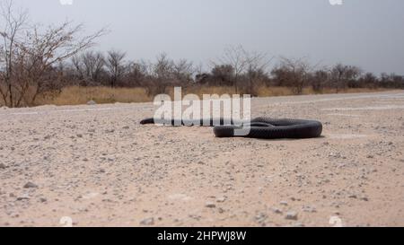 Un mamba noir mort - Dendroaspis polylepis - sur une route de sable blanc. Le serpent n'a pas de blessures visibles et semble toujours vivant. Le serpent a un grand diamètre Banque D'Images