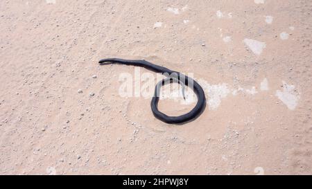 Un mamba noir mort - Dendroaspis polylepis - sur une route de sable blanc. Le serpent n'a pas de blessures visibles et semble toujours vivant. Le serpent a un grand diamètre Banque D'Images