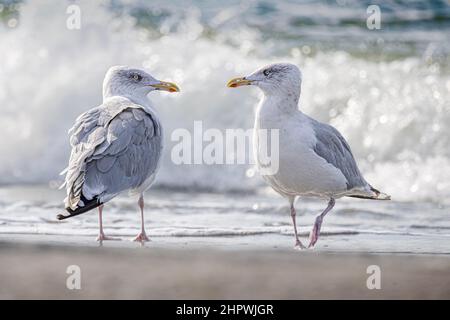 Goéland et mouettes en baie de somme dans le marais de saint Firmin près du Crotoy. Oiseaux Banque D'Images