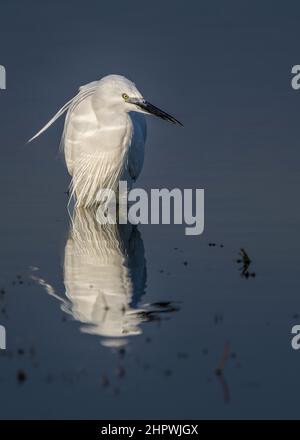 Aigrette garzette en baie de somme, en vol et dans les marais. Banque D'Images