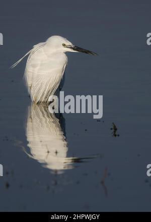 Aigrette garzette en baie de somme, en vol et dans les marais. Banque D'Images