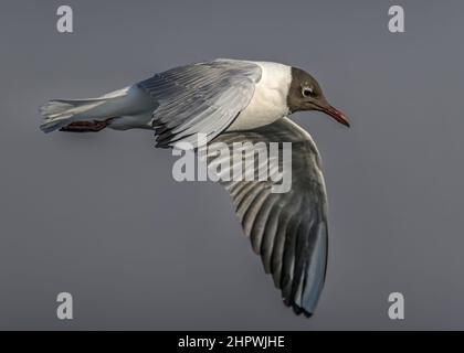 Goéland et mouettes en baie de somme dans le marais de saint Firmin près du Crotoy. Oiseaux Banque D'Images