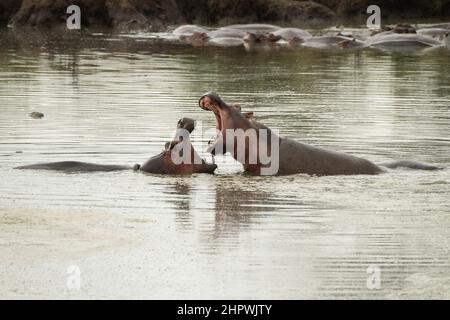 Hippopotame, hippopotame, hippopotame commun (Hippopotamus amphibius), les combats des hippopotames dans l'eau, Kenya, Masai Mara National Park Banque D'Images