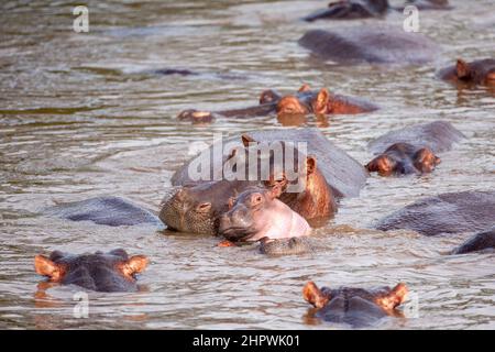 bébé hippopotame avec sa mère dans l'eau Banque D'Images