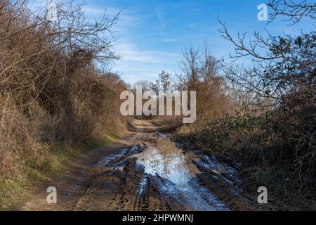 Une route de campagne avec des ornières et des flaques, des bordures surcultivées avec des arbres et des buissons lors d'une journée ensoleillée de printemps dans le village Banque D'Images