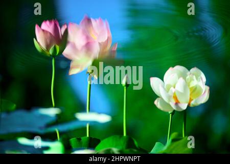Lotus dans l'étang Banque D'Images
