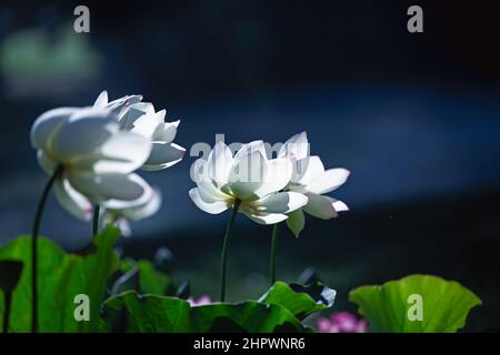 Lotus dans l'étang Banque D'Images