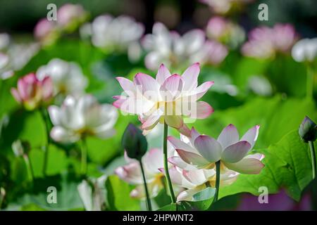 Lotus dans l'étang Banque D'Images