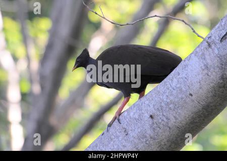 Epintade à pieds orange (Megapodius reinwardt), Darwin, Australie Banque D'Images