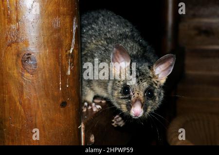 Queue de pinceau commune (Trichosurus vulpecula), Kangaroo Island, Australie Banque D'Images