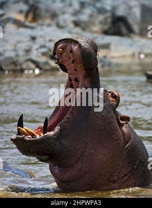 hippopotame menaçant avec une bouche ouverte Banque D'Images