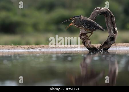 Héron strié (Butorides striata), réserve de gibier de Zimanga, KwaZulu Natal, Afrique du Sud Banque D'Images