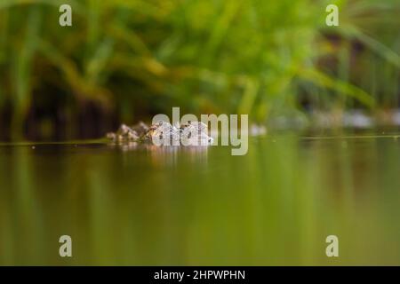 Crocodile du Nil (Crocodylus niloticus), réserve de gibier de Zimanga, KwaZulu Natal, Afrique du Sud Banque D'Images