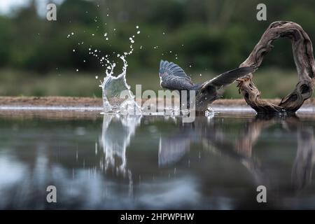 Pêche au héron strié (Butorides striata), réserve de gibier de Zimanga, KwaZulu Natal, Afrique du Sud Banque D'Images