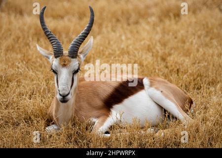Une gazelle de Thomson repose dans un champ herbacé Banque D'Images