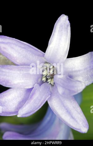 Gros plan d'une fleur bleue avec des étamines et du pistil de la jacinthe (jacinthus), studio de photographie sur fond noir Banque D'Images