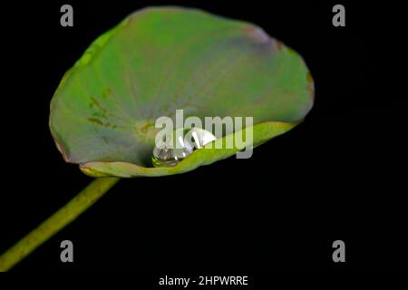 Une feuille de lotus indien (Nelumbo) avec une goutte d'eau dans laquelle se reflète une statue de Bouddha, photographie de studio avec fond noir Banque D'Images