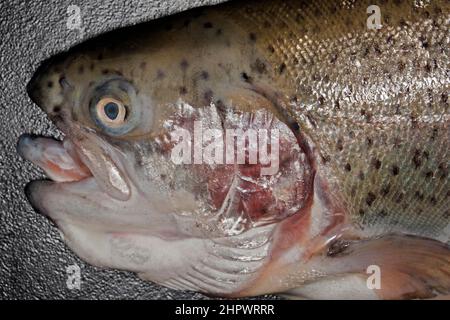 Gros plan, tête d'une truite de saumon, truite brune (Salmo trutta fario) Banque D'Images