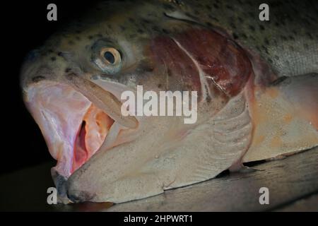 Gros plan, tête d'une truite de saumon, truite brune (Salmo trutta fario), studio de photographie avec fond noir Banque D'Images