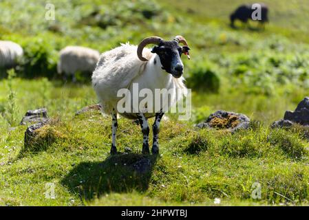 Bélier moutons domestiques (Ovis aries), le Quiraing, l'île de Skye, les Hébrides intérieures, les Highlands et les îles, Écosse, Grande-Bretagne Banque D'Images