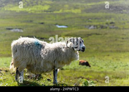 Bélier moutons domestiques (Ovis aries), le Quiraing, l'île de Skye, les Hébrides intérieures, les Highlands et les îles, Écosse, Grande-Bretagne Banque D'Images