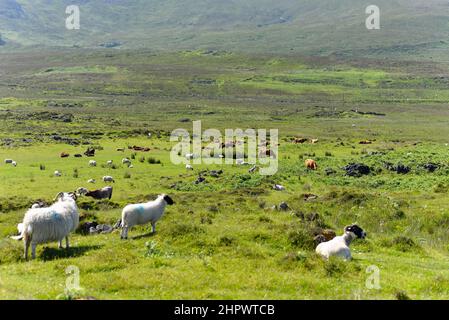 Bélier moutons domestiques (Ovis aries), le Quiraing, l'île de Skye, les Hébrides intérieures, les Highlands et les îles, Écosse, Grande-Bretagne Banque D'Images