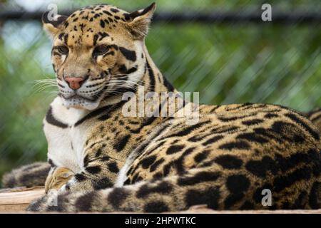 L'un des chats sauvages les plus beaux et les plus intrigants de la planète, le léopard obscurci est hypnotisant Banque D'Images
