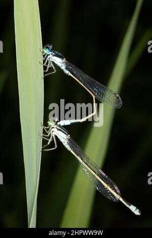 Common Bluetail Damselfly, Ischnula heteroticta. La paire d'accouplement n'est pas encore en position de roue, mâle au-dessus, femelle au-dessous. Coffs Harbour, Nouvelle-Galles du Sud, Australie Banque D'Images