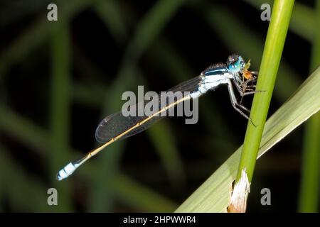 Common Bluetail Damselfly, Ischnula heteroticta. Homme montrant le visage avec la nourriture de proie dans la bouche. Coffs Harbour, Nouvelle-Galles du Sud, Australie Banque D'Images