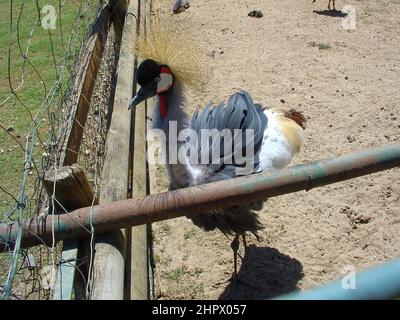 Grue à couronne grise, Crest , oiseau exotique. La crête est une caractéristique importante exposée par plusieurs oiseaux et d'autres espèces de dinosaures sur leur tête. Banque D'Images