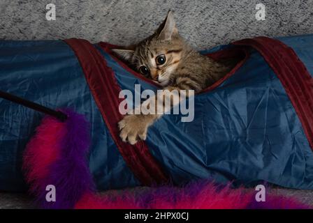 chat de tabby brun animal de compagnie dans le tunnel bleu jouant avec un jouet faisant un visage drôle Banque D'Images