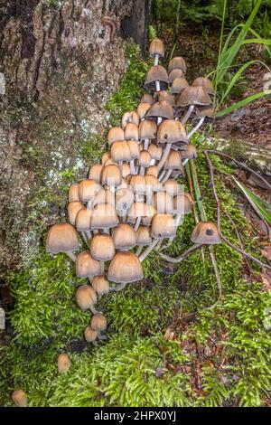 Champignons sauvages, connu sous le nom de cap d'encre luisante, poussant sur un tronc d'arbre moussu dans un espace boisé enfrance Banque D'Images