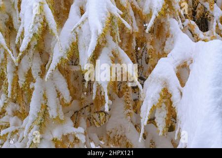 Gros plan des mélèzes couverts au début de la neige Banque D'Images