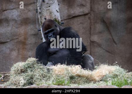 Vue sur le calme et la paix sur les Gorilles des basses terres de l'Ouest face en captivité au San Diego Zoo Safari Park à San Diego, Californie, États-Unis. Banque D'Images