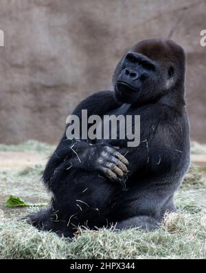 Vue sur le calme et la paix sur les Gorilles des basses terres de l'Ouest face en captivité au San Diego Zoo Safari Park à San Diego, Californie, États-Unis. Banque D'Images